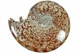 Polished Ammonite (Cleoniceras) Fossil - Madagascar #209869-1